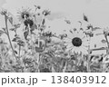 ハイキーな白黒のひまわり 138403912