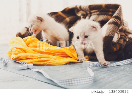White newborn kittens in a plaid blanket. Sweet adorable tiny kittens on a serenity blue wood background play with cat toy and ribbon. Small cats. Funny kittens crawling and meowing 138403932