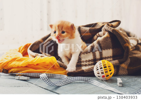 Red orange newborn kitten in a plaid blanket. Sweet adorable tiny kitten on a serenity blue wood background play with cat toy and ribbon. Small cat. Funny kitten crawling and meowing 138403933