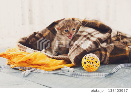 Grey striped newborn kitten in a plaid blanket. Sweet adorable tiny kitten on a serenity blue wood background play with cat toy and ribbon. Small cat. Funny kitten crawling and meowing 138403957