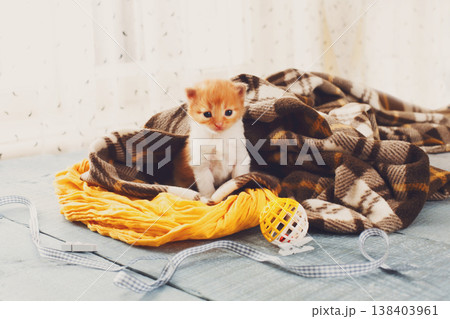 Red orange newborn kitten in a plaid blanket. Sweet adorable tiny kitten on a serenity blue wood background play with cat toy and ribbon. Small cat. Funny kitten crawling and meowing 138403961