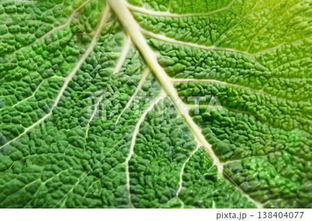 A leaf of a savoy cabbage closeup, the leaf veins and texture, macro A leaf of a savoy cabbage closeup, the leaf veins and texture, macro 138404077