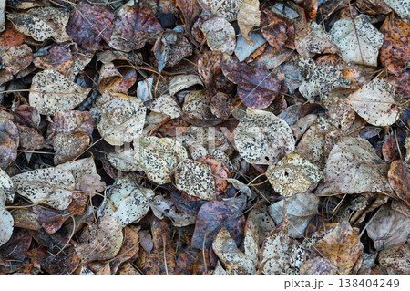 Background Texture Of Crunchy Dry Brown Leaves 138404249
