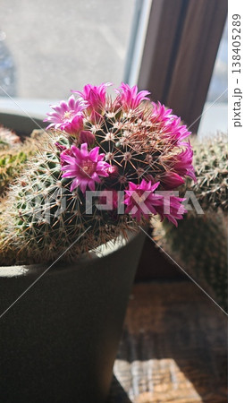 Cactus plant with vibrant pink flowers in a pot, positioned near a window with natural light illuminating the scene and showcasing the plant's spines and texture 138405289
