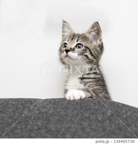 Curious kitten peeks over soft gray surface in a cozy indoor space during a sunny afternoon 138405716
