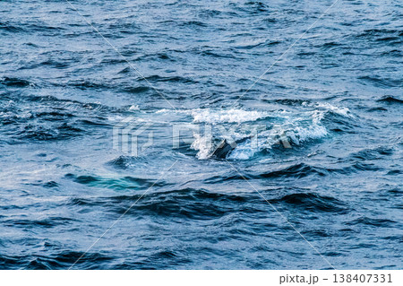 Detail of a humpback dorsal fin and blow hole 138407331