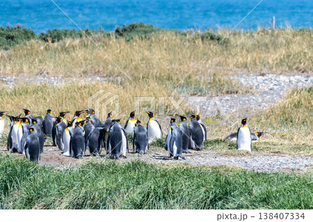 King penguin colony on Tierra de Fuego King penguin colony on Tierra de Fuego 138407334