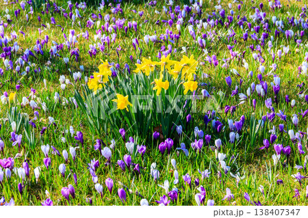Purple crocus flowers and yellow daffodils on the lawn at spring Purple crocus flowers and yellow daffodils on the lawn at spring 138407347