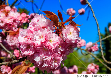 Pink blossoming sakura tree in garden at spring Pink blossoming sakura tree in garden at spring 138407367