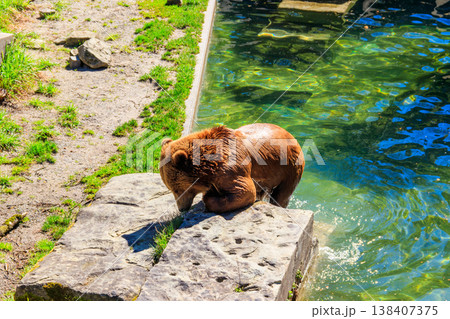 Bear in Bear Pit in Bern, Switzerland. Bear is a symbol of Bern city 138407375