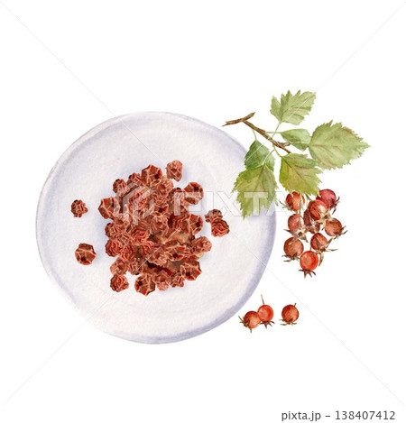 A composition featuring dried red hawthorn berries on a white plate and a sprig of berries with leaves nearby. Hand-drawn watercolor illustration on an isolated background. Simple clip art for design. 138407412