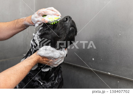 Foamy black labrador gets a head wash in a self service bath as the owner brushes shampoo with care Foamy black labrador gets a head wash in a self service bath as the owner brushes shampoo with care 138407702