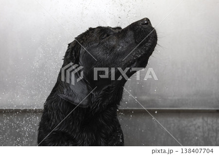 Closed eyes and uplifted muzzle of black labrador under shower spray show calm pleasure in grooming Closed eyes and uplifted muzzle of black labrador under shower spray show calm pleasure in grooming 138407704