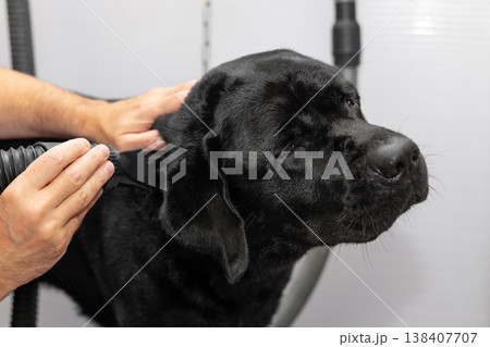 Relaxed black labrador dries with a grooming blower as owner hands guide the nozzle at shoulder 138407707