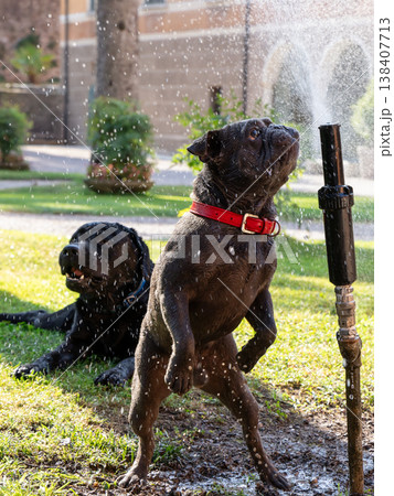 Blue French Bulldog stands upright in sprinkler spray beside black Labrador on muddy summer grass 138407713