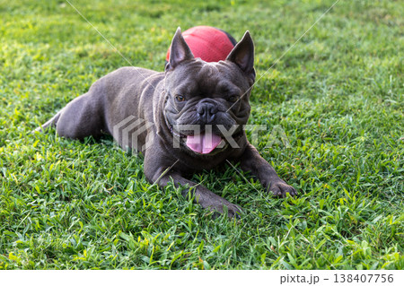 Pedigree blue French Bulldog lies on the lawn facing camera with a red toy ball 138407756