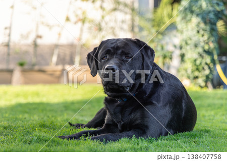 Black Labrador retriever rests on green lawn in quiet garden courtyard with calm Black Labrador retriever rests on green lawn in quiet garden courtyard with calm 138407758