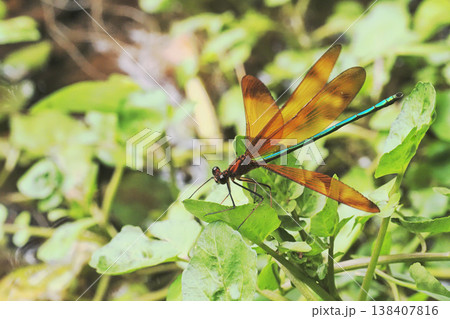 ミヤマカワトンボ（オス） 138407816