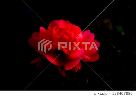 暗黒の世界に浮かぶ赤い山茶花の花びら 138407880