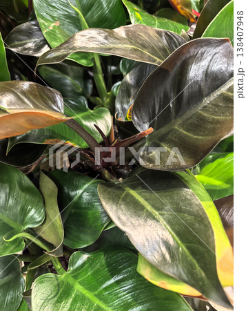 Lush green leaves reveal a hidden treasure in vibrant nature scene Lush green leaves reveal a hidden treasure in vibrant nature scene 138407948