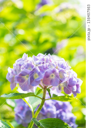 梅雨の晴れ間に咲く薄紫の紫陽花 梅雨の晴れ間に咲く薄紫の紫陽花 138407983