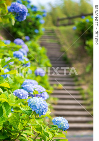 梅雨の晴れ間に咲く青い紫陽花 138407988