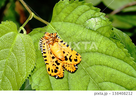 ビロードハマキ(腹側) ビロードハマキ(腹側) 138408212