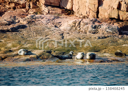 Few navy seals bask on the rocky shore at sunset in Teriberka, Murmansk region, Russia Few navy seals bask on the rocky shore at sunset in Teriberka, Murmansk region, Russia 138408245