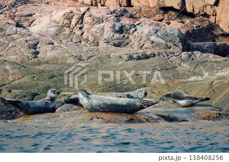 Few navy seals bask on the rocky shore at sunset in Teriberka, Murmansk region, Russia 138408256