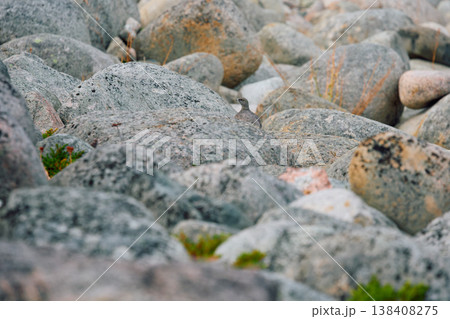 barely noticeable partridges jump on the rocks in the coast of the Barents Sea at sunset, the rocky shore with colourful arctic carpet of moss, yagel, Tundra at autumn, Russia, Murmansk region 138408275