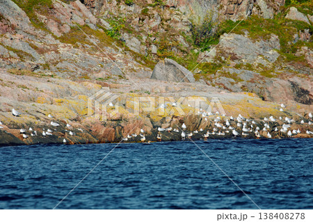 different birds, ducks and seagulls are sitting basking in the sun on the coast of the Barents Sea at sunny weather, the rocky shore with colourful arctic carpet of moss, yagel, Tundra at autumn different birds, ducks and seagulls are sitting basking in the sun on the coast of the Barents Sea at sunny weather, the rocky shore with colourful arctic carpet of moss, yagel, Tundra at autumn 138408278