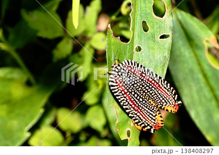 ビロードハマキ 138408297