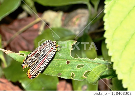 ビロードハマキ 138408302