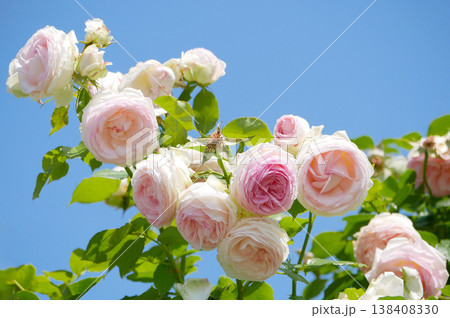 Blooming Pink Garden Roses in Sunlight in Vienna, Volksgarten, Lush Floral Background 138408330