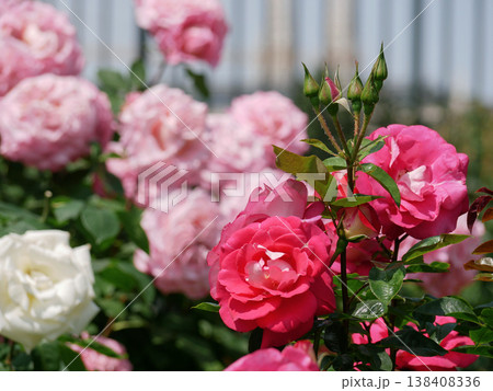 Varietal elite roses blooming. Rosengarten Volksgarten in Vienna. Pink and white Floribunda English Tea rose flowers Varietal elite roses blooming. Rosengarten Volksgarten in Vienna. Pink and white Floribunda English Tea rose flowers 138408336