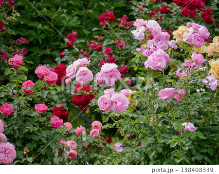 Varietal elite roses blooming. Rosengarten Volksgarten in Vienna. Pink and white Floribunda English Tea rose flowers 138408339