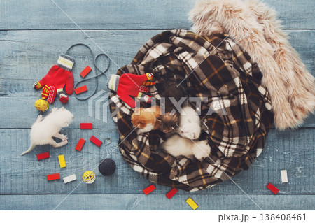 Kittens and mittens. White, Red and grey newborn kittens in a plaid blanket. Sweet adorable tiny kittens on a serenity blue wood play with cat toy and mittens. Funny kittens crawling and meowing 138408461