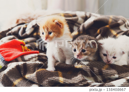 Kittens and mittens. White, Red and grey newborn kittens in a plaid blanket. Sweet adorable tiny kittens on a serenity blue wood play with cat toy and mittens. Funny kittens crawling and meowing 138408667