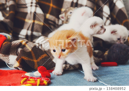 Kittens and mittens. White, Red and grey newborn kittens in a plaid blanket. Sweet adorable tiny kittens on a serenity blue wood play with cat toy and mittens. Funny kittens crawling and meowing 138408952