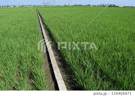 初夏の水田 茨城県南部地域 初夏の水田 茨城県南部地域 138408971