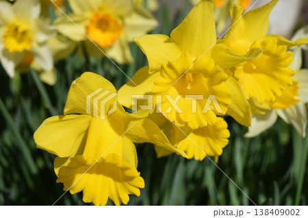 スイセンの花 スイセンの花 138409002