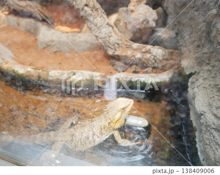 水族館で展示をされているトカゲ 138409006