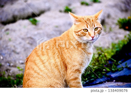見つめる猫 138409076
