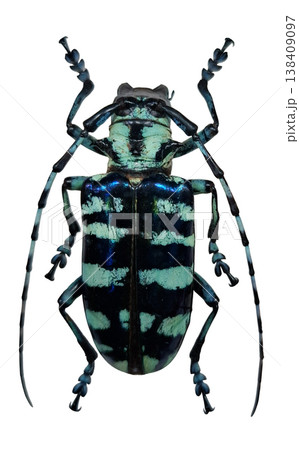 A blue iridescent longhorn beetle Anoplophora graafi is shown isolated on a white background. The insect displays its distinct coloration and antenna structure in clear detail. A blue iridescent longhorn beetle Anoplophora graafi is shown isolated on a white background. The insect displays its distinct coloration and antenna structure in clear detail. 138409097