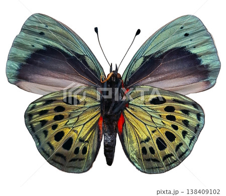 Bright blue green butterfly Asterope leprieuri is resting on a plain surface. Its wings are open wide, showing colorful patterns and details. The butterfly represents a vibrant part of nature. Bright blue green butterfly Asterope leprieuri is resting on a plain surface. Its wings are open wide, showing colorful patterns and details. The butterfly represents a vibrant part of nature. 138409102