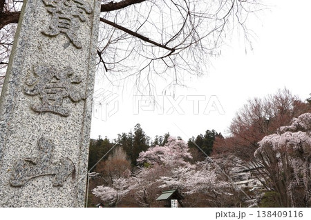 宝登山神社参道の桜並木 138409116