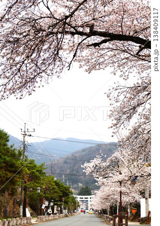 宝登山神社へ続く桜並木の道（埼玉県秩父郡長瀞町長瀞） 138409117