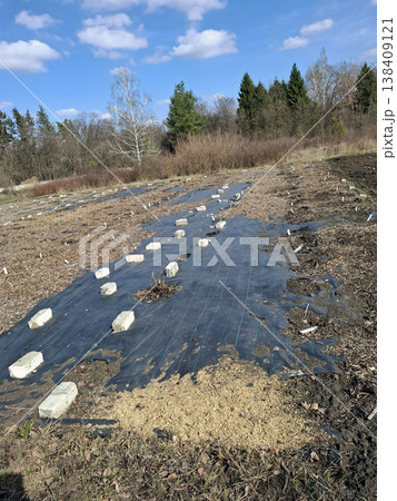 A garden plot is ready for planting with black mulch film spread across the soil. White bricks hold down the mulch under a blue sky with fluffy clouds. The area is open and clear. 138409121