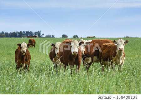 Countryside landscape with cows grazing, La Pampa, Argentina Countryside landscape with cows grazing, La Pampa, Argentina 138409135