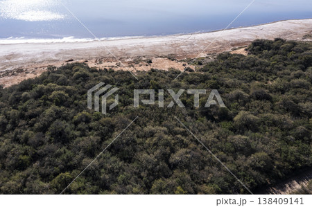 Pampas forest, Calden tree, Prosopis Caldenia, endemic species in La Pampa, Patagonia, Argentina 138409141